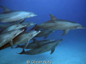 A wonderful encounter I'll never forget... by Olivier Notz 